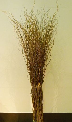 BR. SALIX TORTUEUX 120/150 10t
